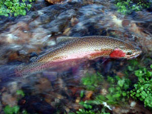 Rainbow trout in clear water
