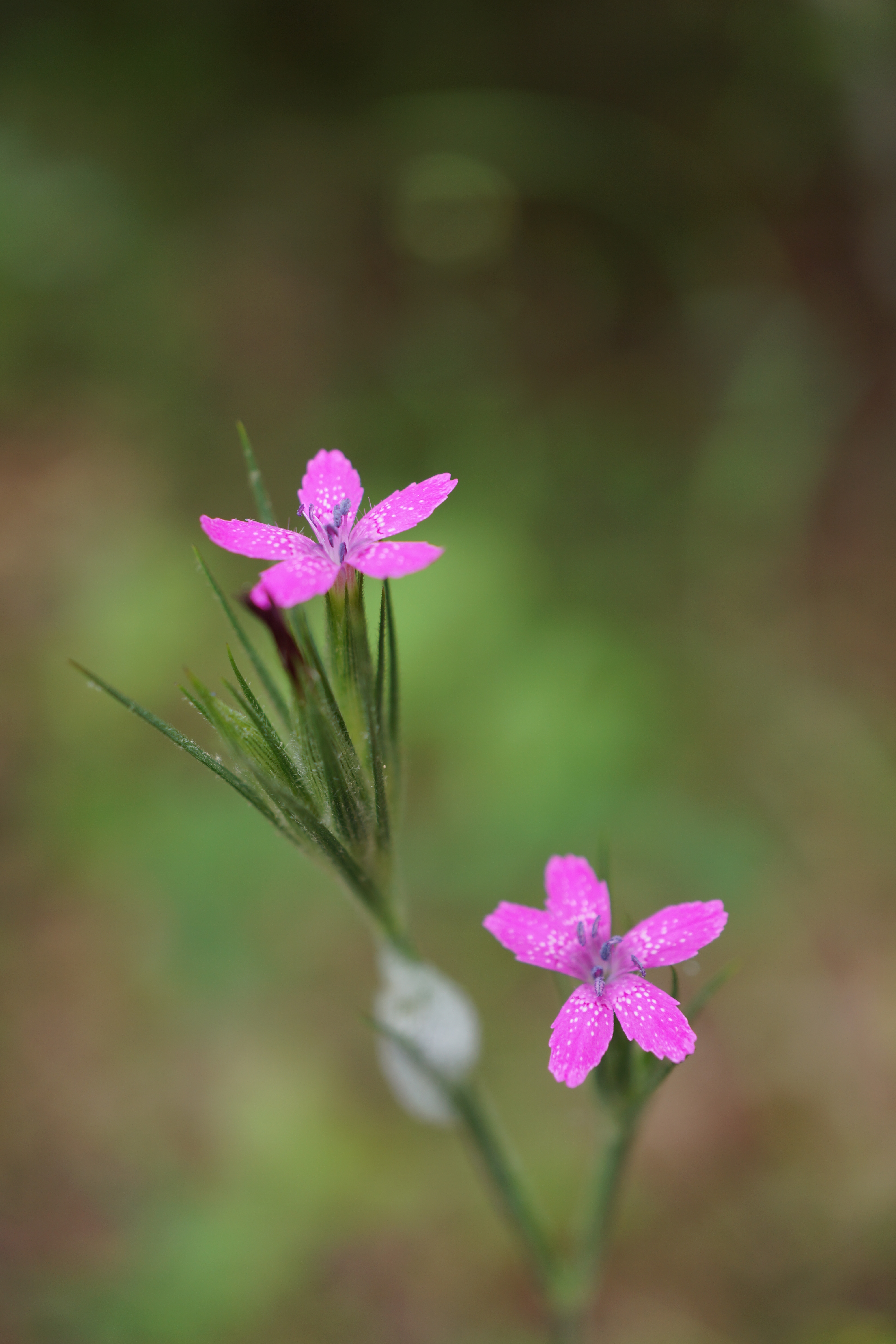 Wildflower along Mill Creek