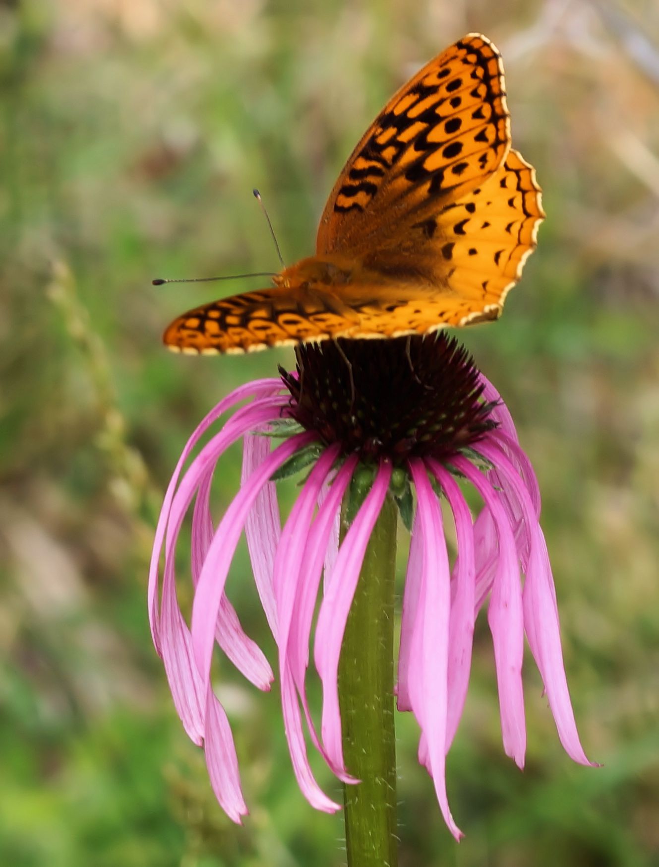 Wildflower along Mill Creek